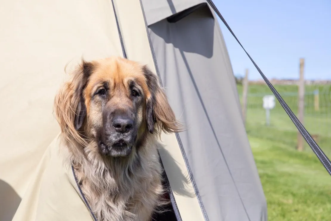 Campingplatz: Campingglück mit Hund – entspanntes Naturerlebnis auf dem Campingplatz Klausdorfer Strand auf Fehmarn - Camping Klausdorfer Strand