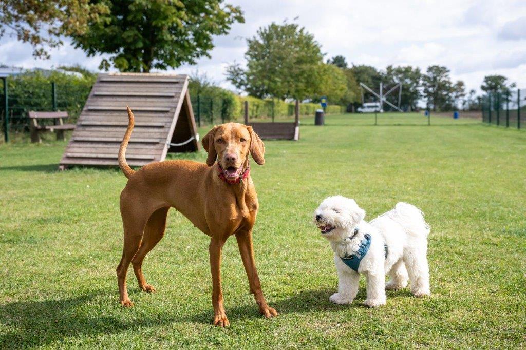 Campingplatz: Hundeauslauf - Rosenfelder Strand Ostsee Camping