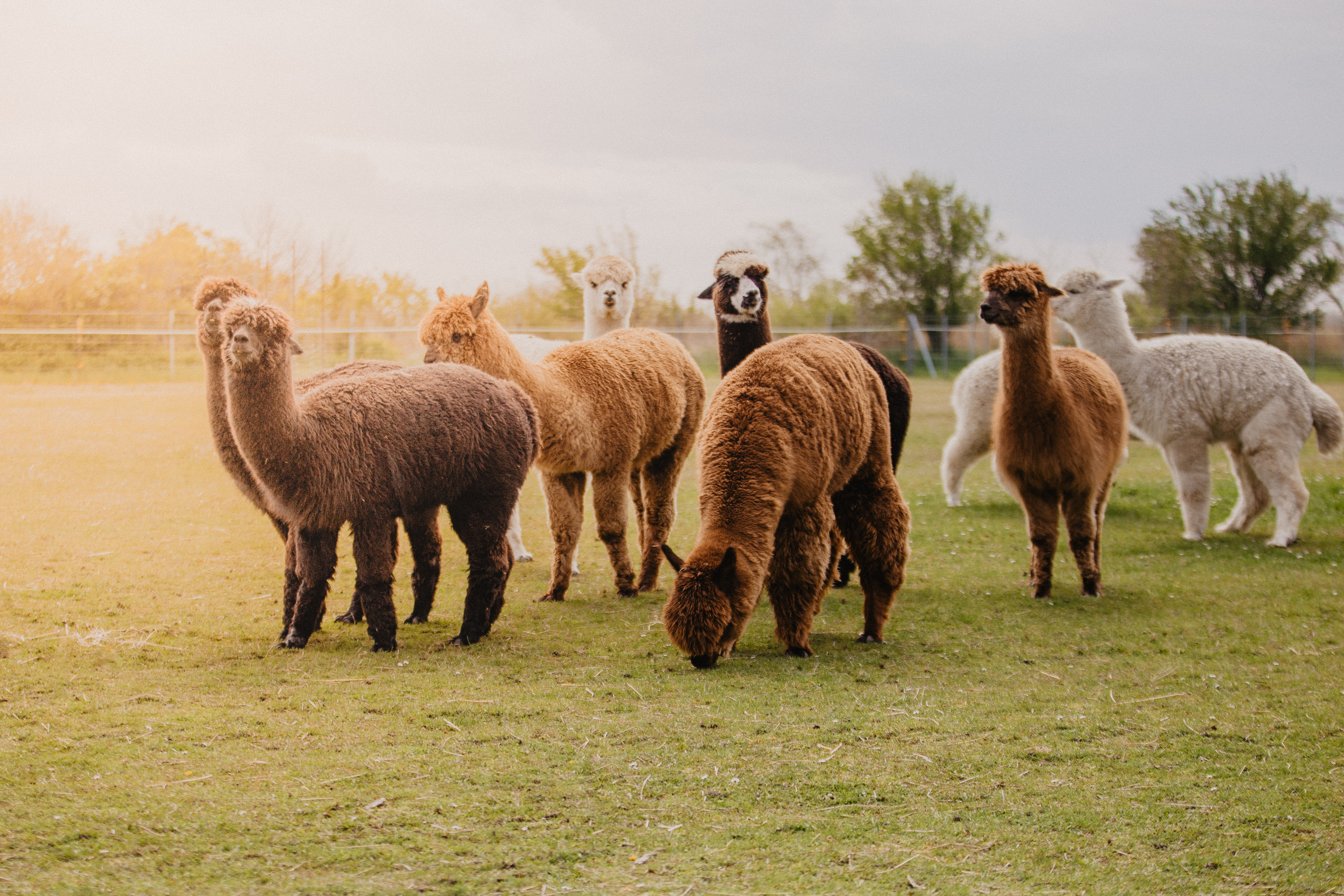 Campingplatz: Alpakas - Strandcamping Wallnau