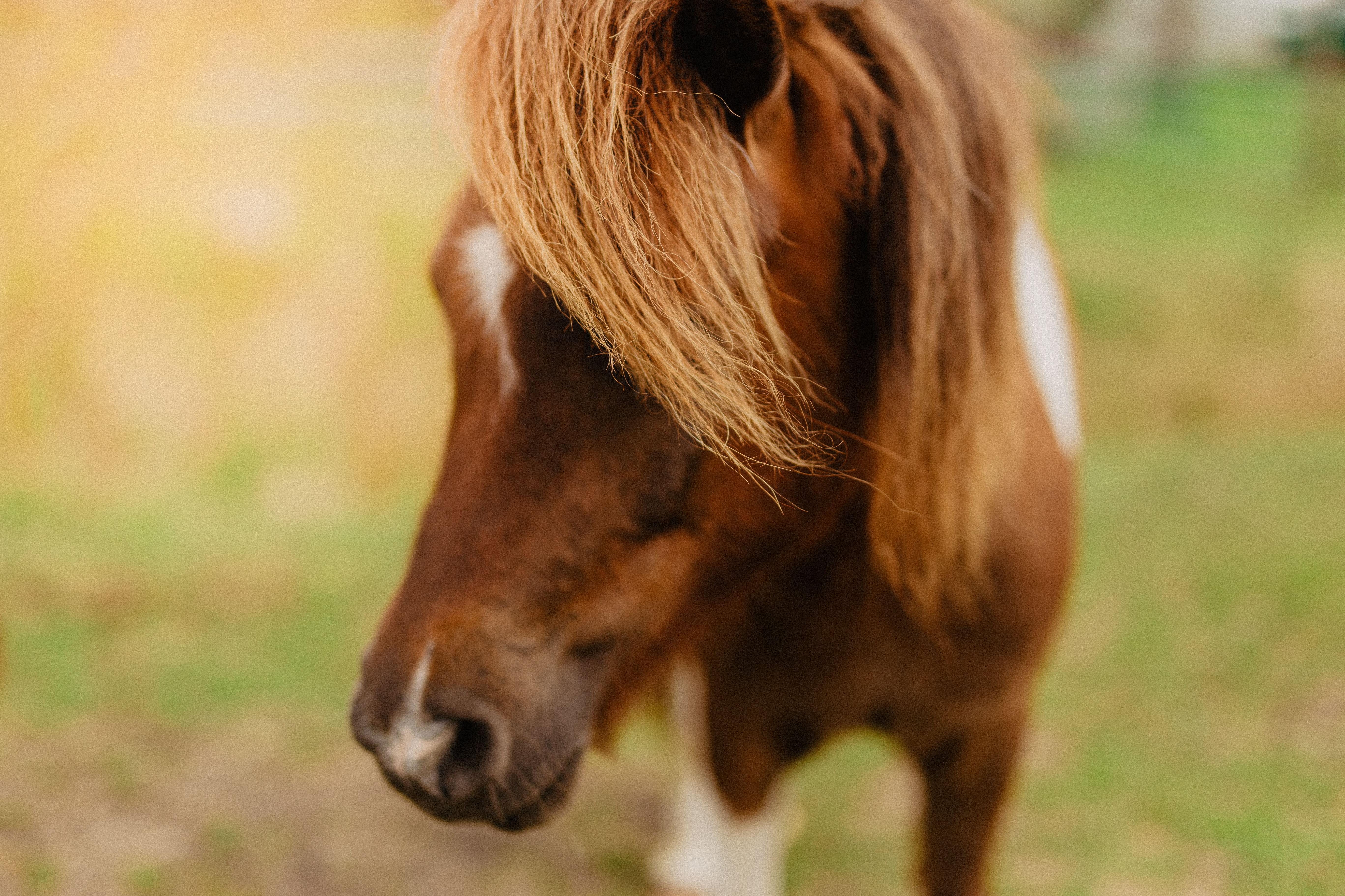 Campingplatz: Pony - Strandcamping Wallnau